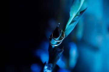 101 Hochzeit Sandy Thomas